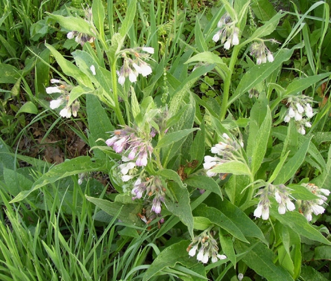 Consoude à fleurs blanches